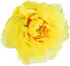 Yellow peony notes in Giorgio Beverly Hills Giorgio Sunshine